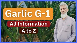 garlic g1 all information || g1 garlic 1 kanal || narc g1 garlic seed price today 2023 g1