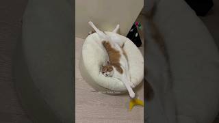 #6 Funny Cat videos 🐱🐱 #meowing #memes