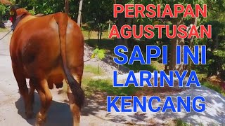 TERYATA SAPI PEGON INi LARINYA KENCANG SIAP IKUT LOMBA AGUSTUSAN