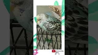 Cute baby budgie sleeping ♥️😘😎😴💤 #youtubeshorts #shorts