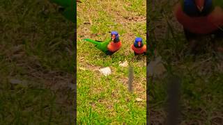 #Australia 🇦🇺 Adorable Lorikeets enjoying in the backyard. ♥️#Sydney #birds #birdlovers #lorikeet