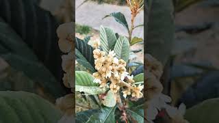 Bees Are Pollinating Loquat Flowers During Loquat Tree Blooming Season | Loquat Flower Pollinators