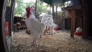 Chickens Hens Roosters Fun Video Sounds Noises Relaxing ASMR!