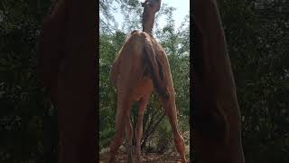 ماذا يوجد تحت ذيل الجمل؟ 😱😱 #camel #animals #viralvideo