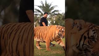 Biggest Tiger in Pakistan Walks In Chain | Nouman Hassan