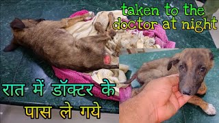 Terrified & in pain, puppy's amazing transformation after we took to the Doctors