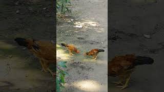 Cock_fight. #shortsvideo #shorts #viral #village #nature #bangladesh #play