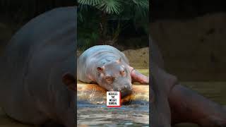 Hippopotamuses have small legs because the water in which they live does what? #shorts #hippo