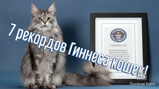 Подборка 7-ми рекордов гиннеса поставленные котами/кошками.(TOP VIDO).