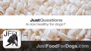 Is Rice Bad For Dogs? A Veterinarian Answers. | JustFoodForDogs