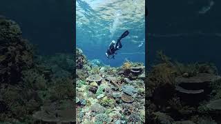 Freediving: Unleashing the Inner Aquatic Explorer