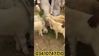 BHT SARY KAJLY #sheepgoatfarming #kajlababy #sheepfarming #sheepfarm