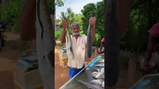 Wow! On Street Fish Market Caught Snakehead #shorts