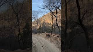 Indian Royal Bengal Tiger On It's Way/Tiger Attack #bengaltiger #tiger #ranthambore