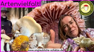 Artenvielfalt & einfach schöne Pilze - Tolle Funde vor der Pilzwelle! Pilze suchen September 2024