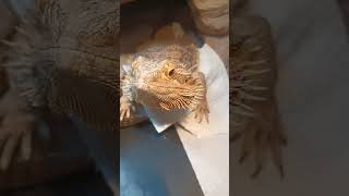 Adorable Bearded Dragon!