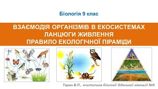 Екосистема.  Ланцюги живлення.  Правило екологічної піраміди