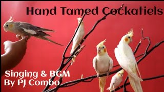 Playing with hand tamed Cockatiels|BGM by Mr.Pradeep John