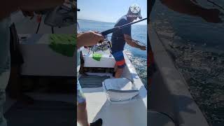 70+ lb roosterfish. Zihuatanejo, México 🎣