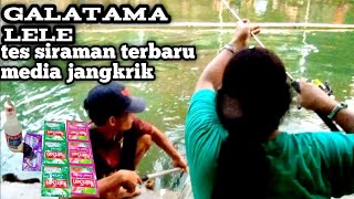 UMPAN JITU LELE || siraman terbaru media jangkrik