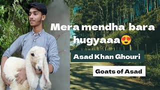 Sher Khan ne banaya bhole ko apna dost ♥️ Asad Khan Ghouri  My First Vlog_ Goat Vlogs|