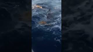 SHARK vs TURTLE #shark #turtle #fight #ocean #hunting #shorts