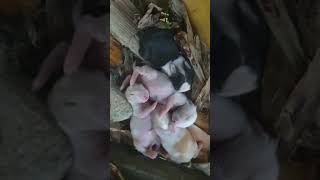 Our four days old bunnys #cute #bunny #philippines #short