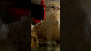 quail #quailvoice #animalshorts