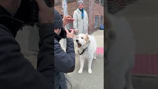 Sampson the Pyr