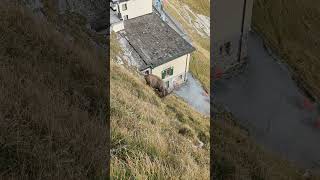 Mountain Goat @ Mount Pilatus #switzerland #mountains