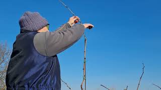 Magas művelésű szőlőim metszése #1 - Pruning my high cultivated vineyards #1