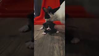 Part 745 _ Funny animals videos from TikTok! Try not to laugh! 😹🐶🤣🔥🤣