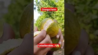 Orange Farming Short Video #orange #freshfruit #shortsvideo