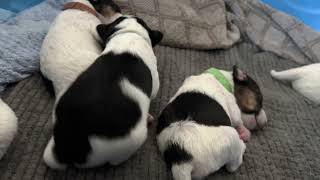 10 Day Old Wire Fox Terrier Barking