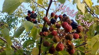 Wild blackberry smoothie recipe