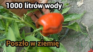 Ogórki Pomidory - zapomniałem zakręcić kran i 1000 litrów poszlo w ziemię.