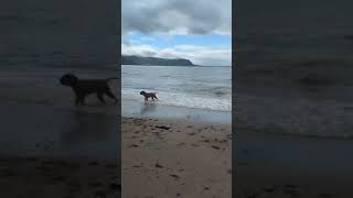 Bullmastiff at the beach