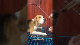 Beagle puppy escaping for supplement syrup| Fredy dislikes supplement syrups|#Shorts