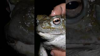 Meet the Biggest Toad in North America! #animals #toad #wildlife