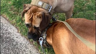 Boerboel’s Morning Sniff #boerboel #doglover