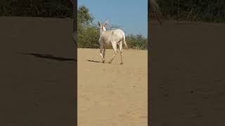 donkey feeling alone  #donkey #animalphotos #ytshortsvideo #donkeyfarm #funny #animalpictures