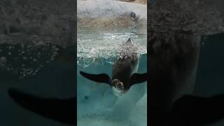 Penguins of Mumbai || Ranibaugh Mumbai Zoo || @VirtualIndia360 #travel