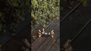 Golden Hops: Enchanting Stop Motion of a Toy Rabbit