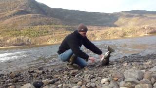 Hardy flyfishing.