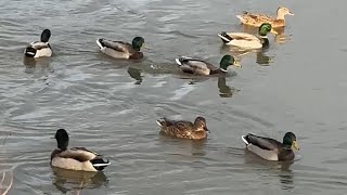 Water Fowl - A din of Ducks