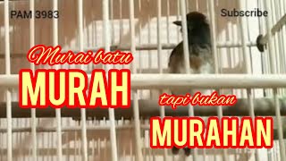 SUARA BURUNG MURAI BATU TROTOL || prediksi jantan