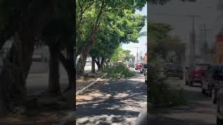 [VÍDEO] MAIS UMA: Parte de uma árvore cai na Avenida São José