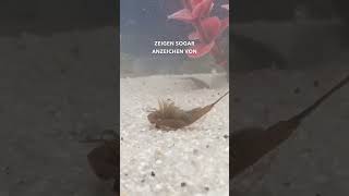 #triops sind sozial!