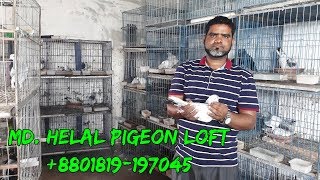 MD. HELAL PIGEON LOFT | pigeon videos | Biggest pigeon market in Dhaka | Pigeon Market.net