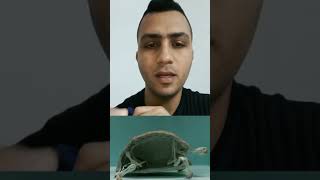 مين متلي كان يفكّر هيك؟ #معلومة_بتشفي #عاللبناني #عمر_مزهر